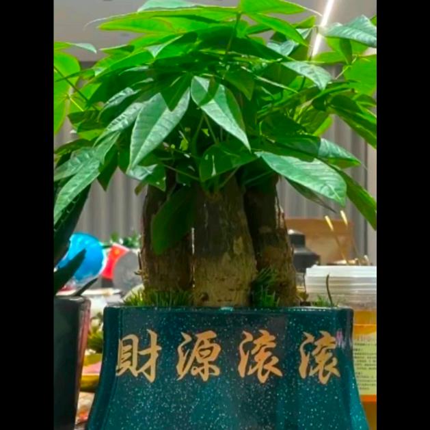 liying1188旺zj