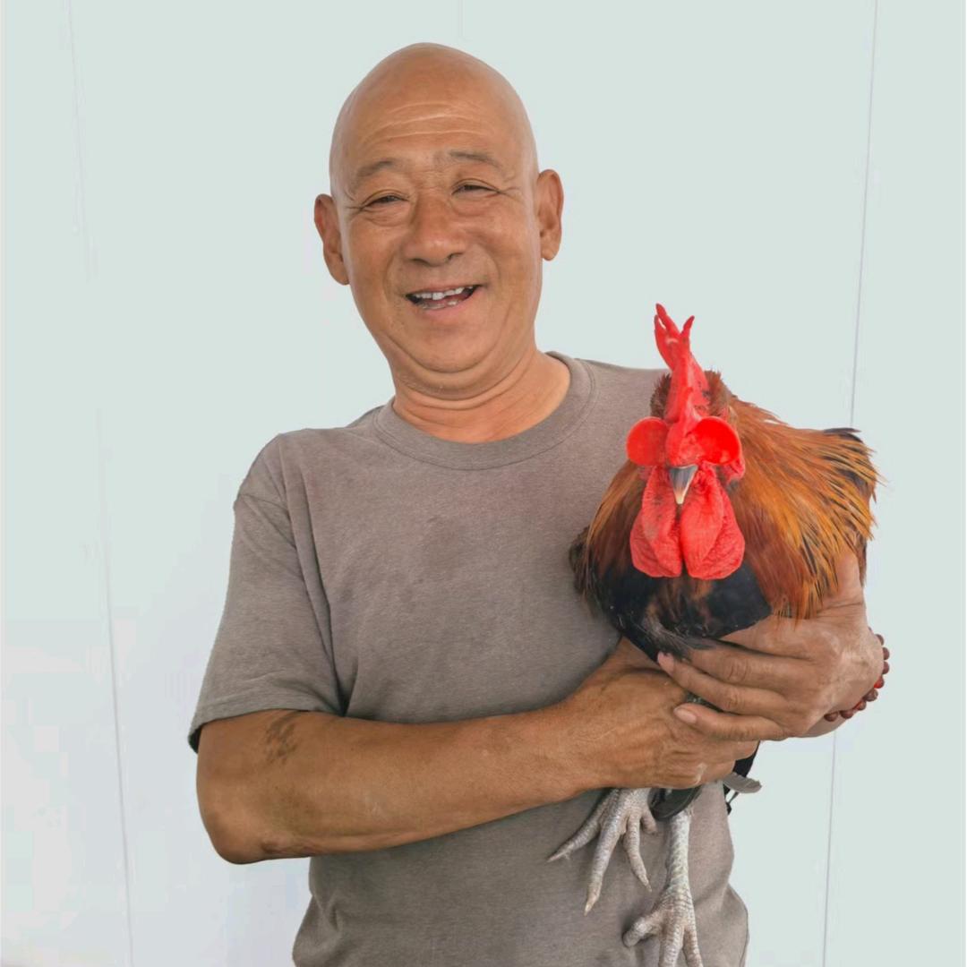 催马养鸡场吴哥(橱窗好物)