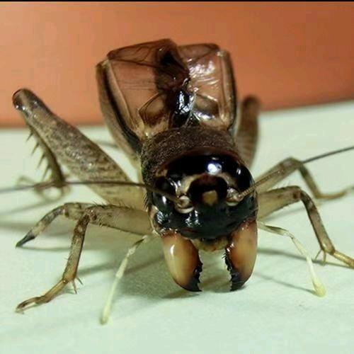 海哥鸣虫居蛐蛐