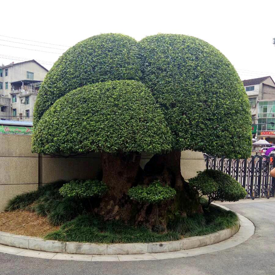 过客