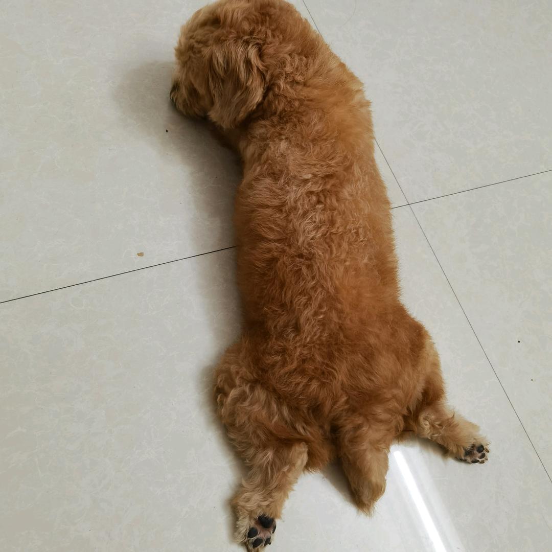 栗知甄选百货商行
