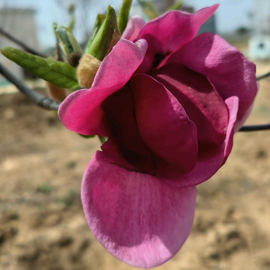 玉兰，🌷郁金香🌷月季，紫薇五角