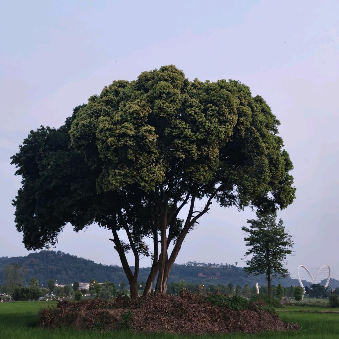 A随风而行