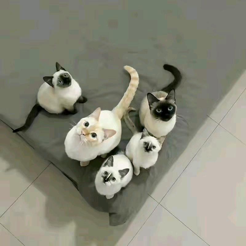 雷霆体育🏸（有需求看主页）
