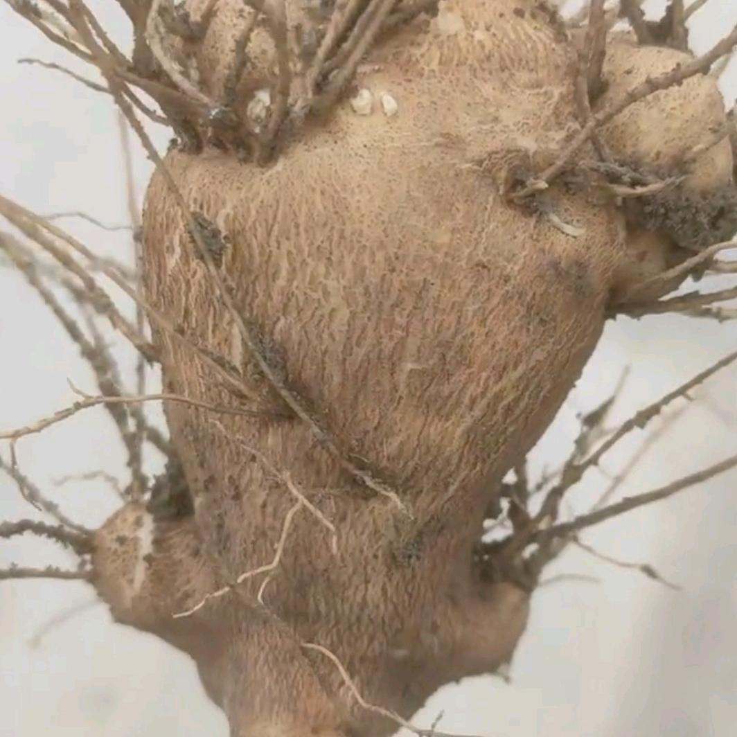 AAA地产白术鲜货药材种植
