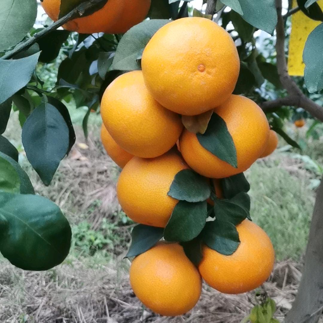 岳～是故乡明