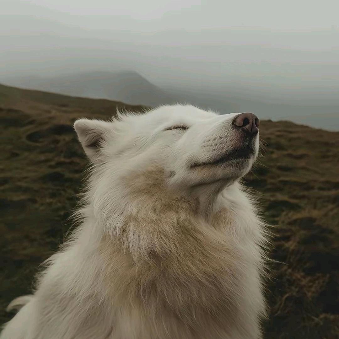 常温可乐（闪现马可）