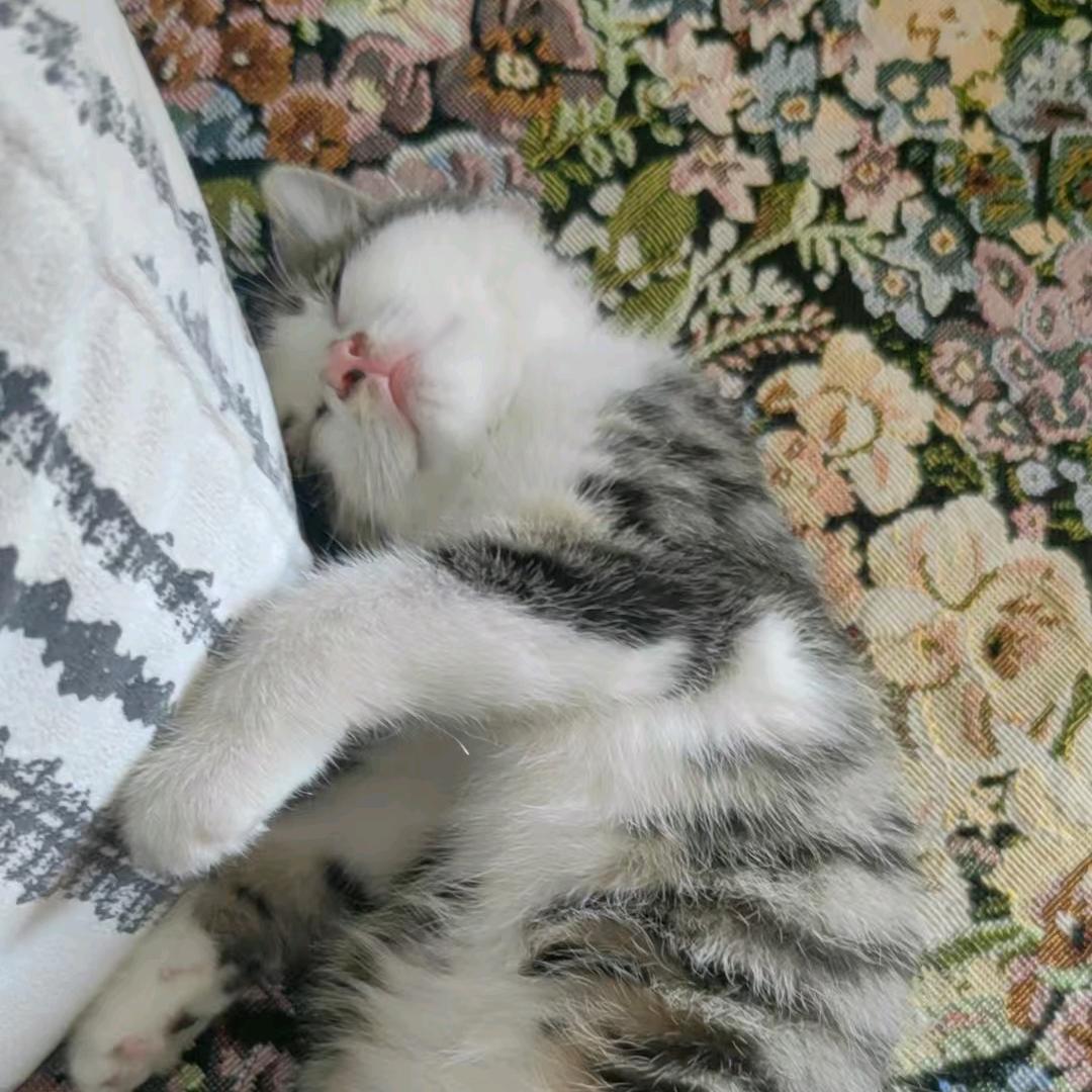 爱啃脚丫的猫豆