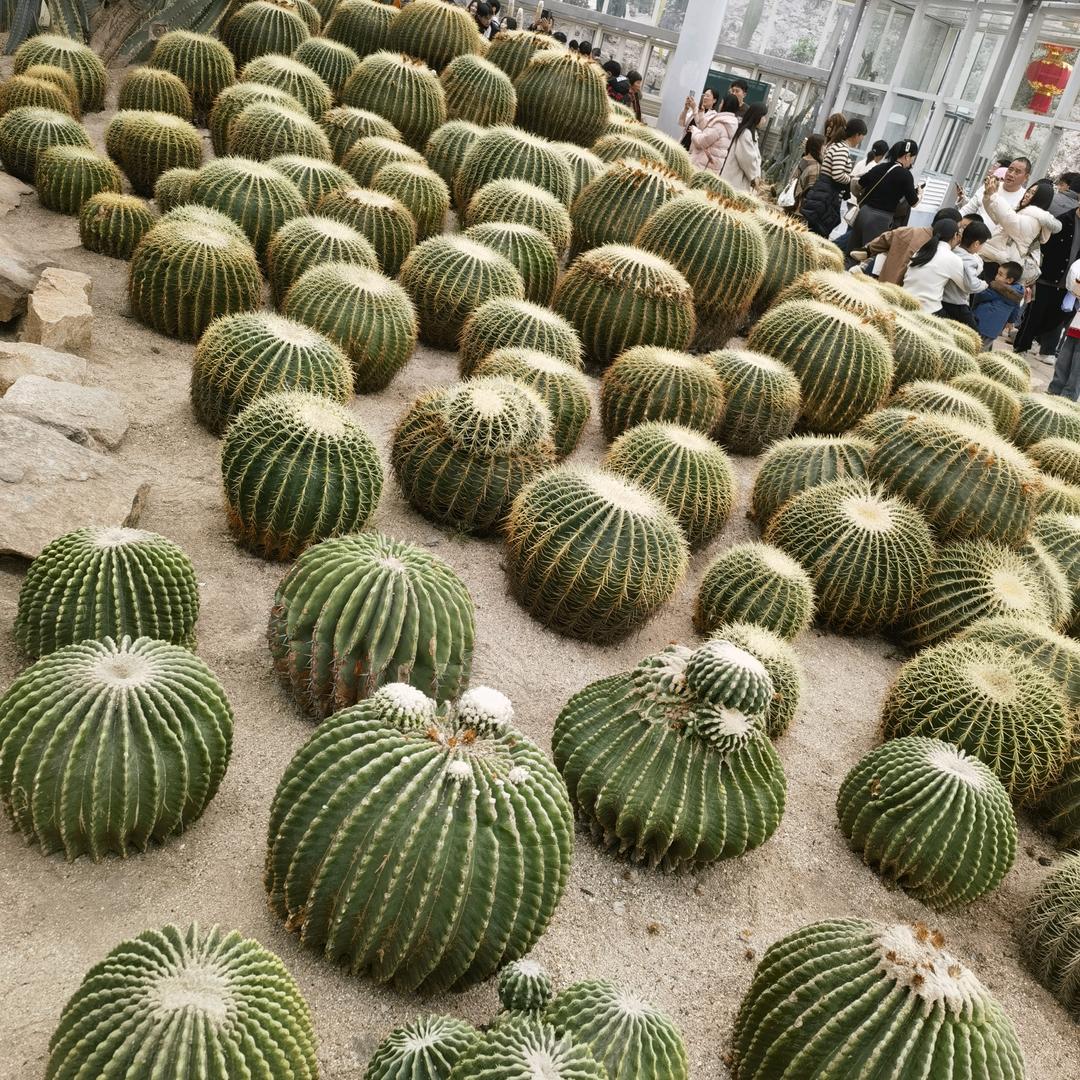良心哥