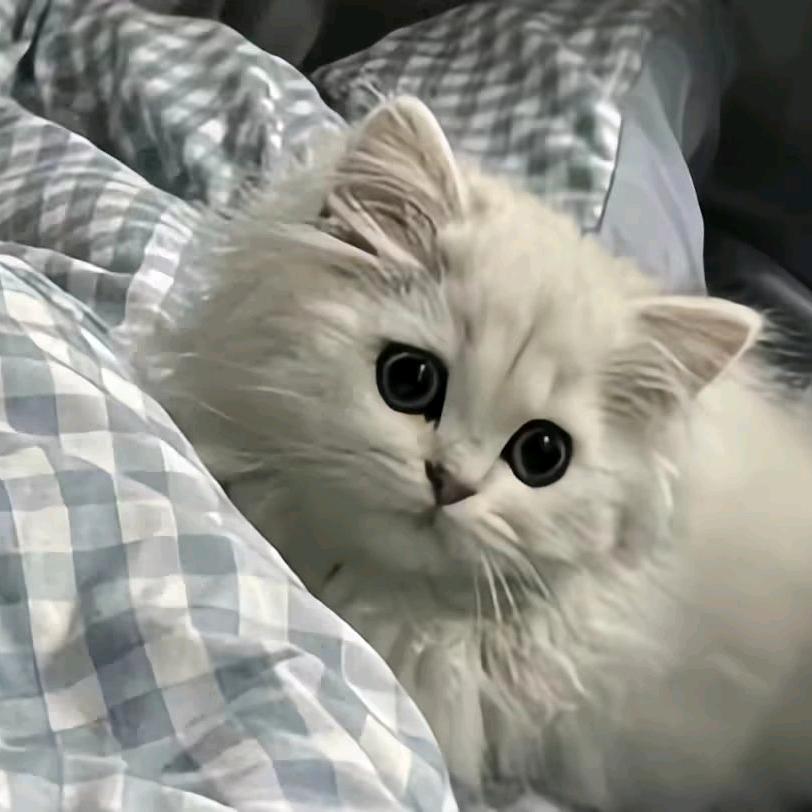小小小小小曦