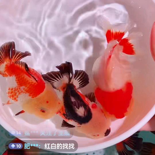 大江奇石