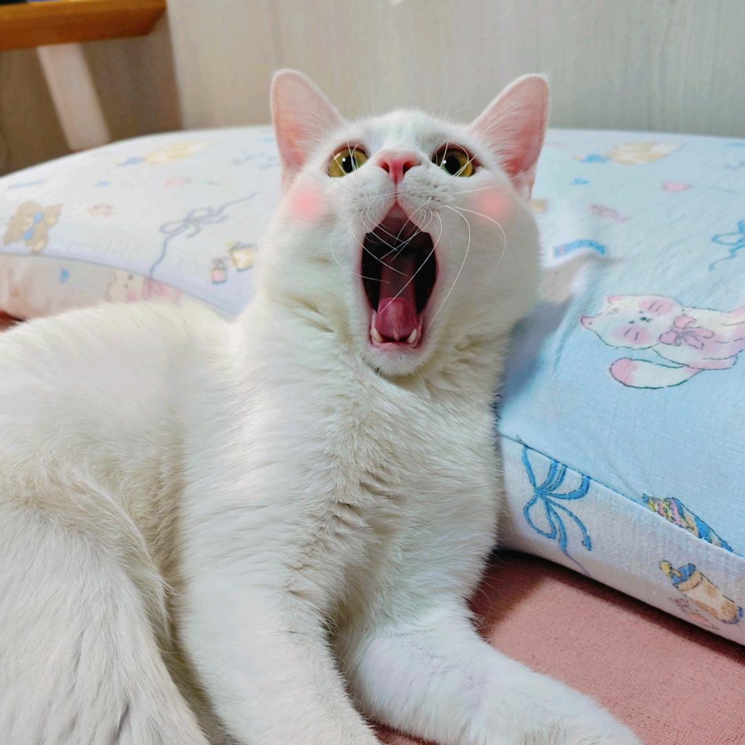 雾撞山野有只猫叫谷雨