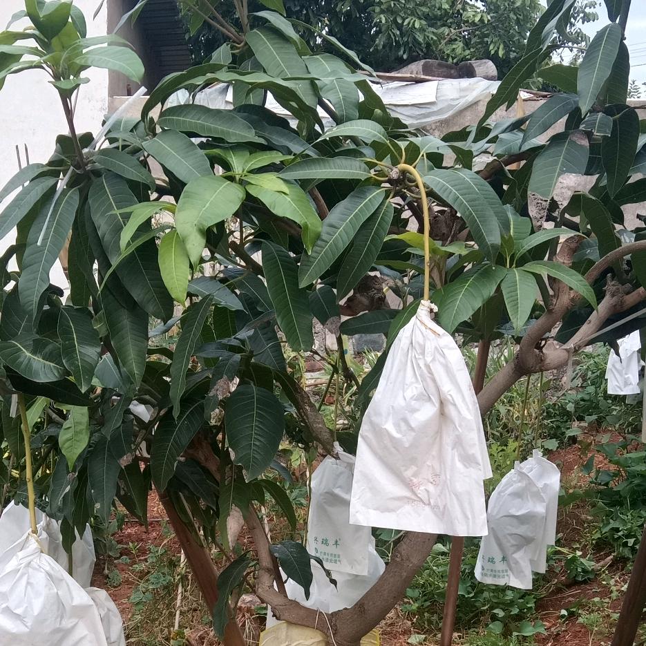 种果树的农民