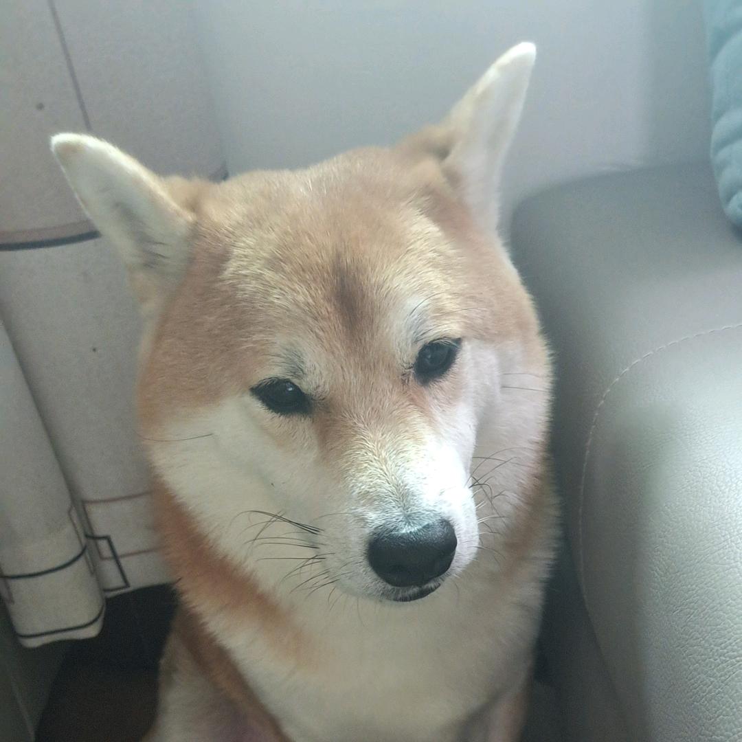 我家黄柴柴