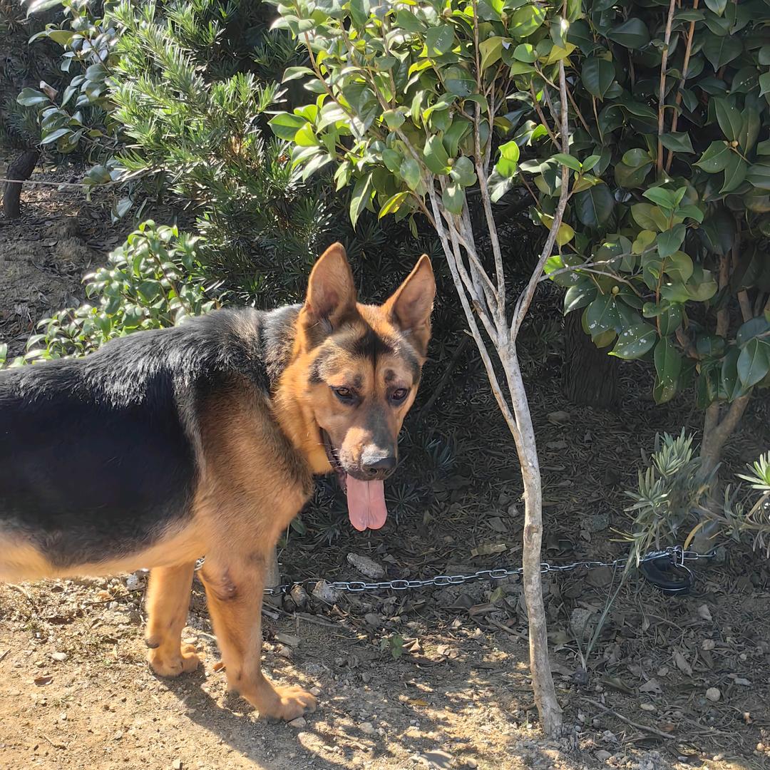 🇨🇳黑背🐕汪汪队（昆明犬）