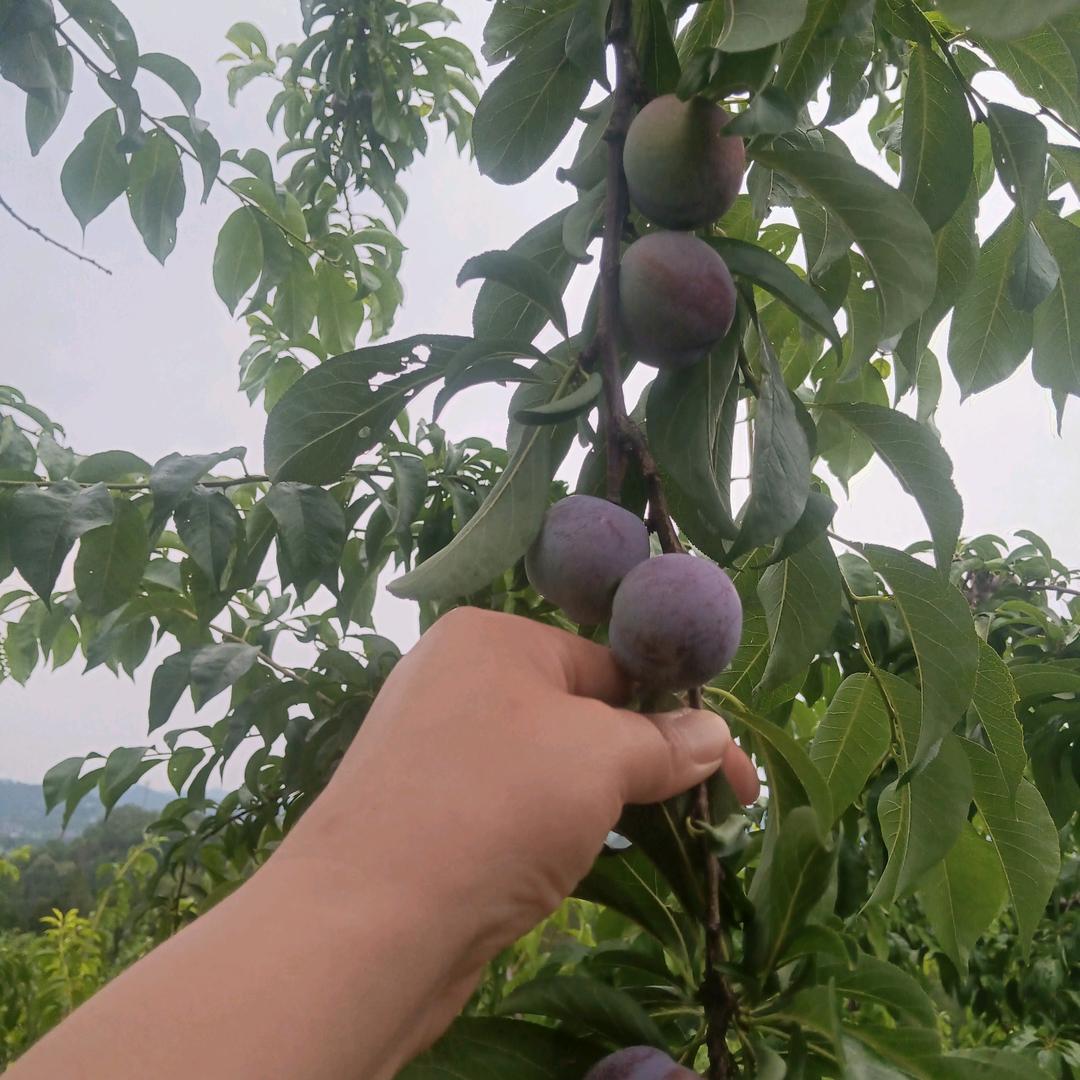 雪菲儿