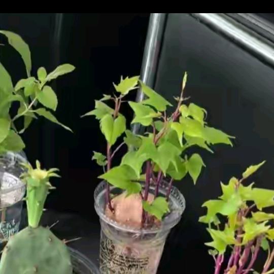 🌿天涯海角🌿