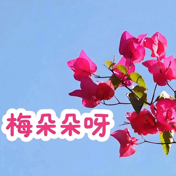 梅朵朵花卉