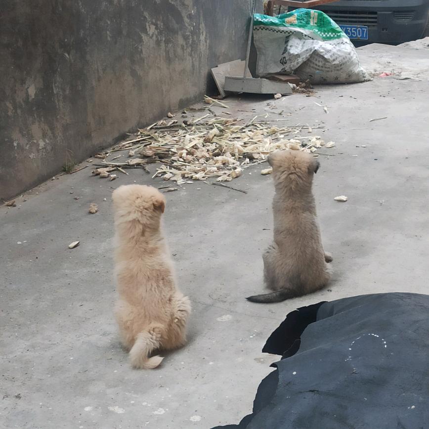 白卷
