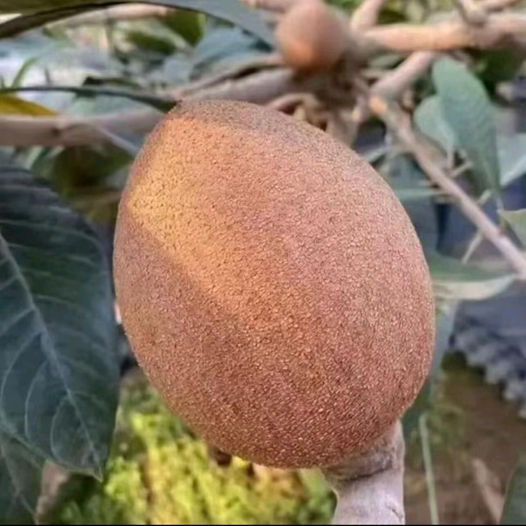 脈濝果业农场