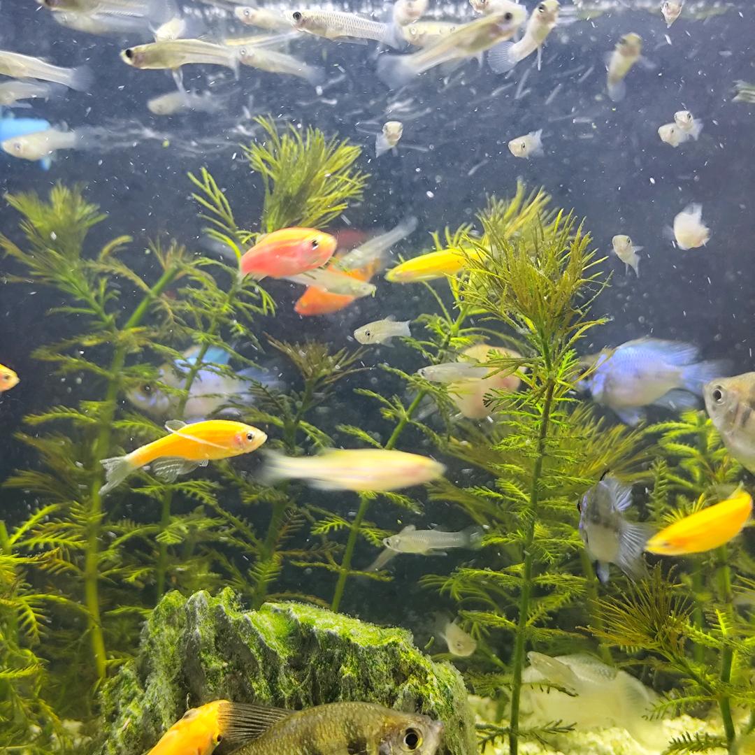 辉哥