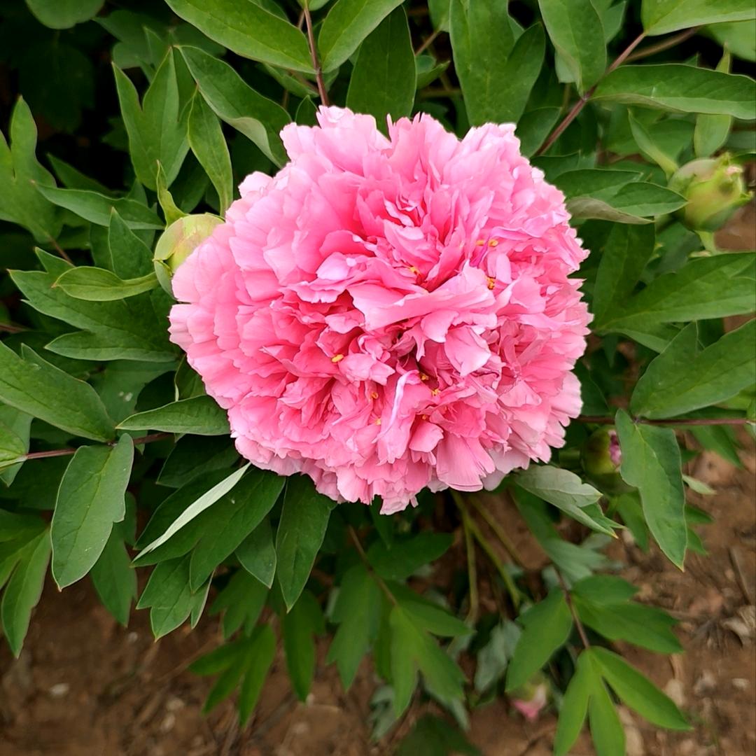 乐姐❤️ྀི🐅