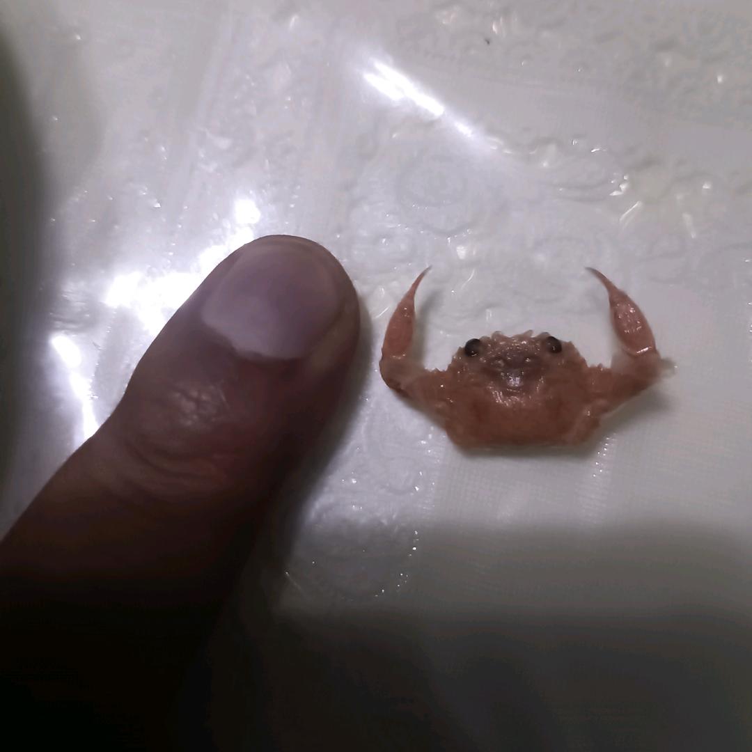 阳仔崽