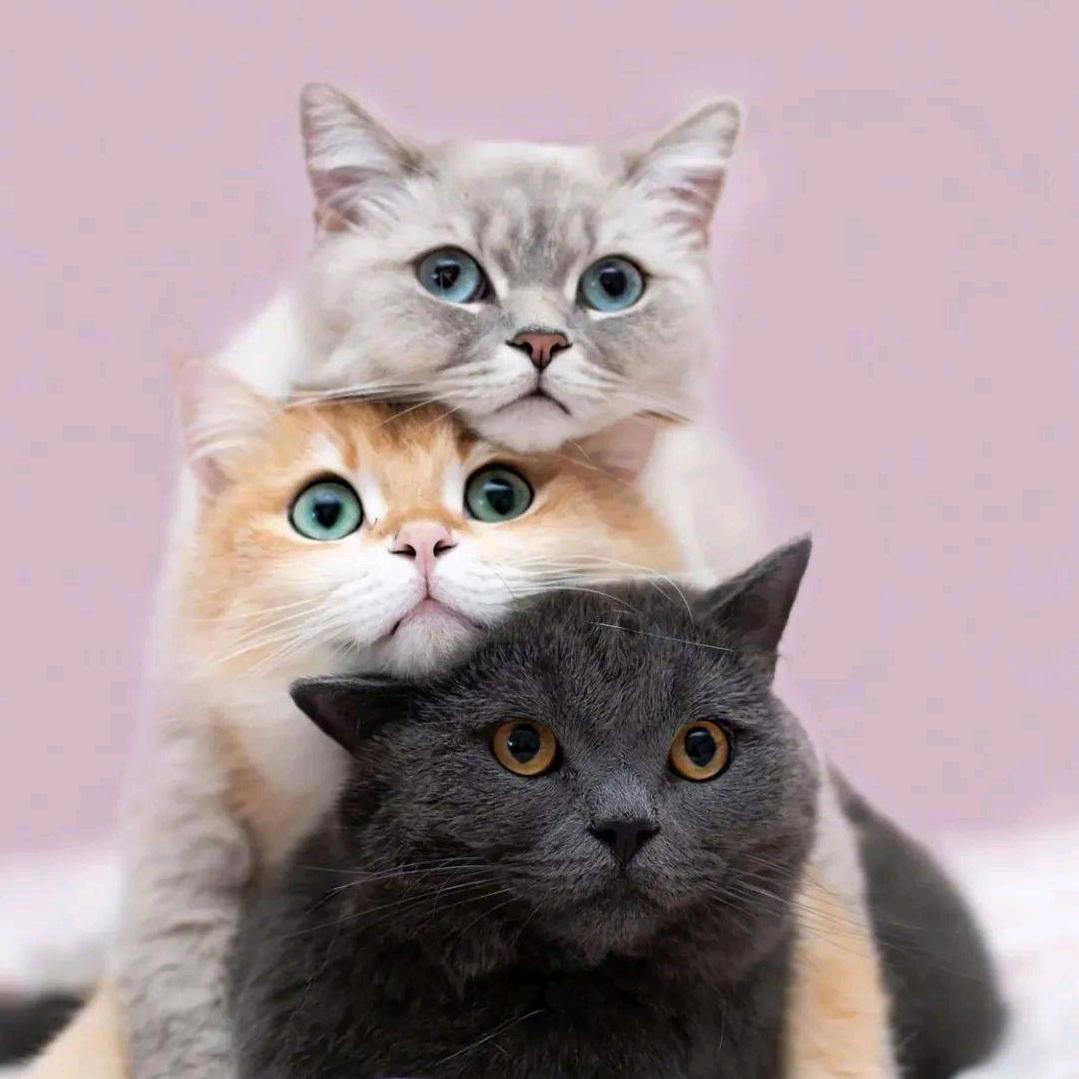 暴宠zoocity(江北龙湖店)官方号