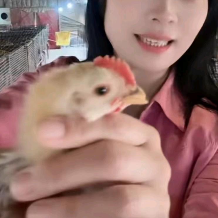 川姐农家散养鸡