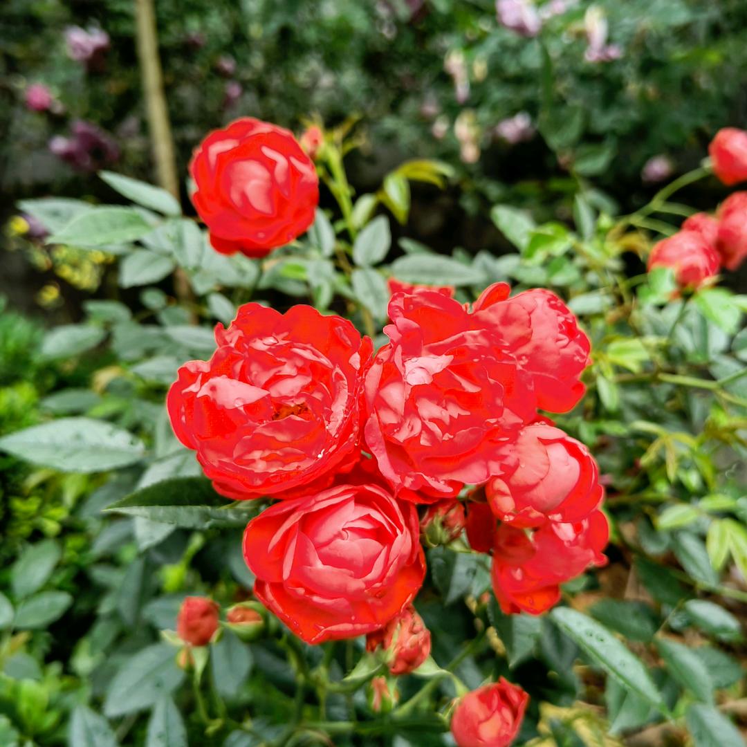 陈林