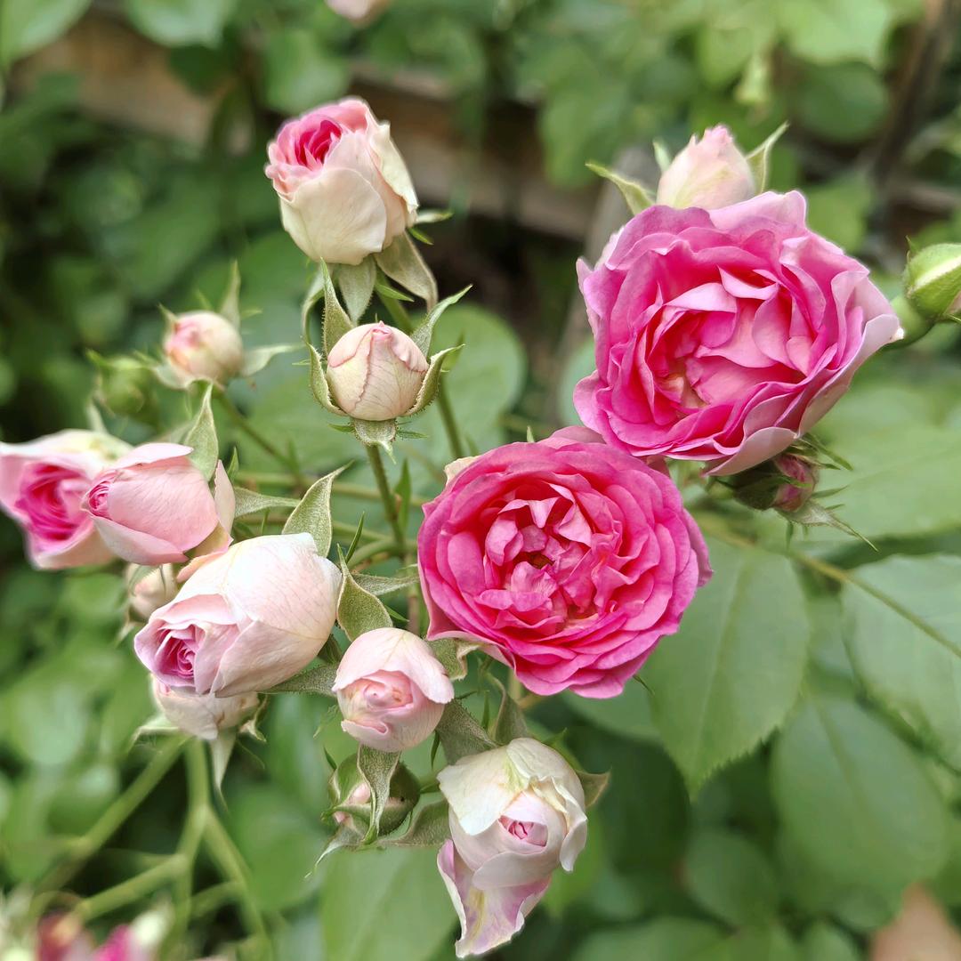 裳帛阁精品女装