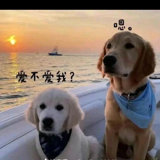 高压锅炖主播
