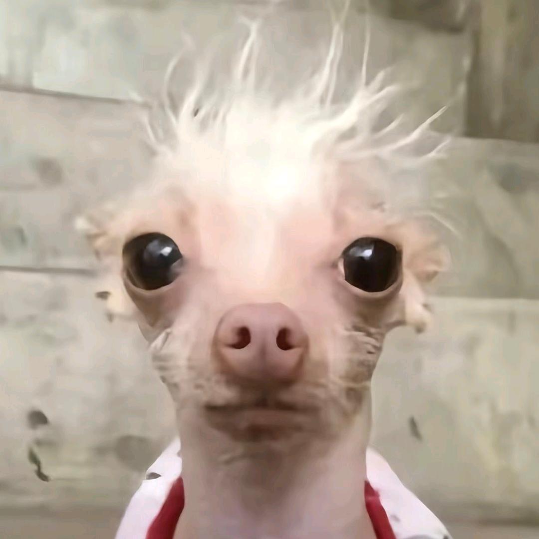 𝕏𝕏𝕏