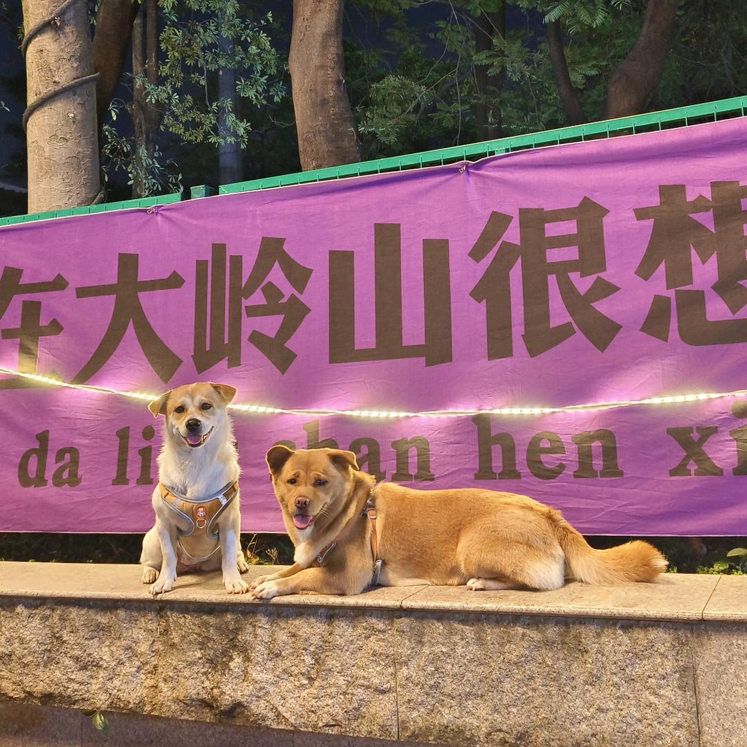 小杨有宠