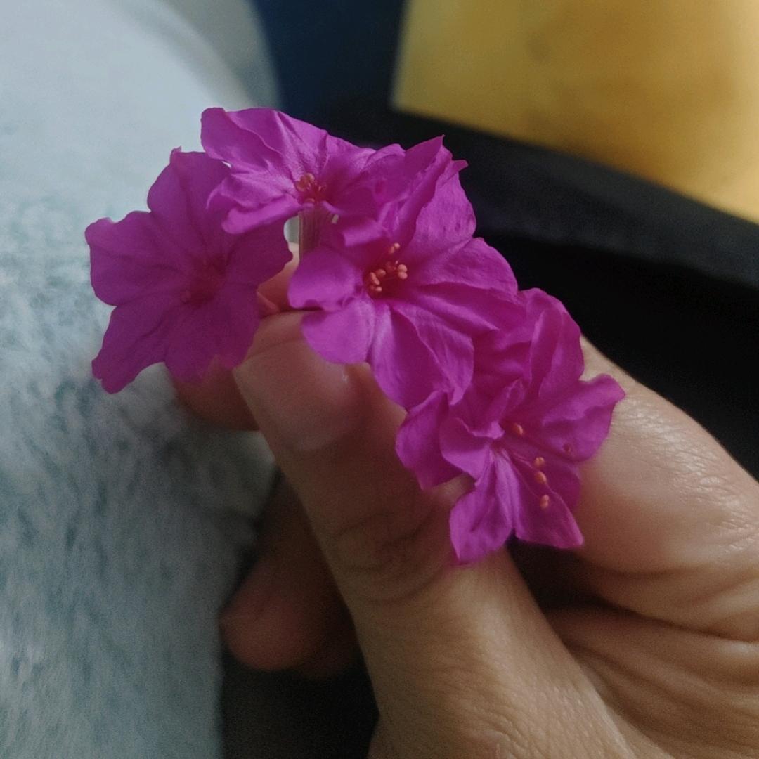 王甜心