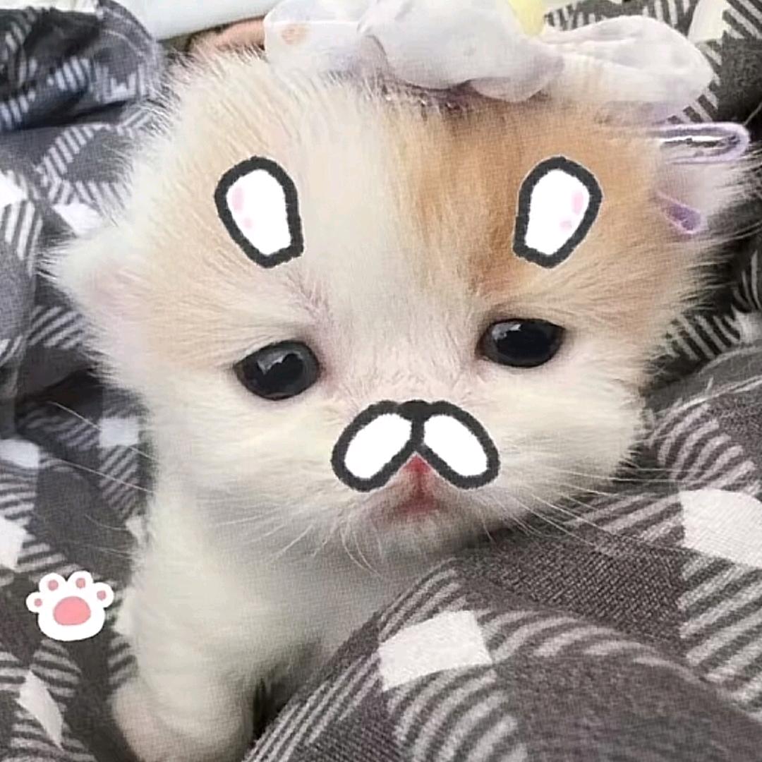 别总是敷衍我 ꒦ິ^꒦ິ
