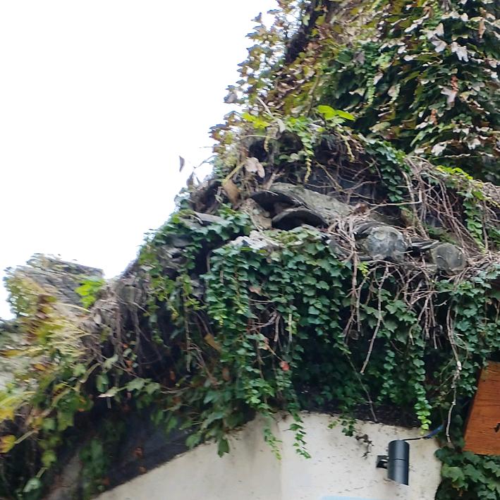 顶流（顶楼小院）