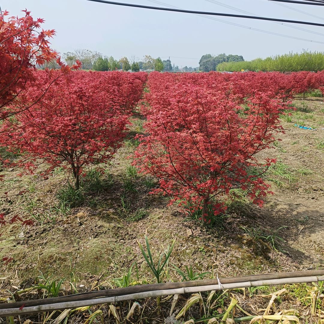 山水园艺，服务三农。苗木供应
