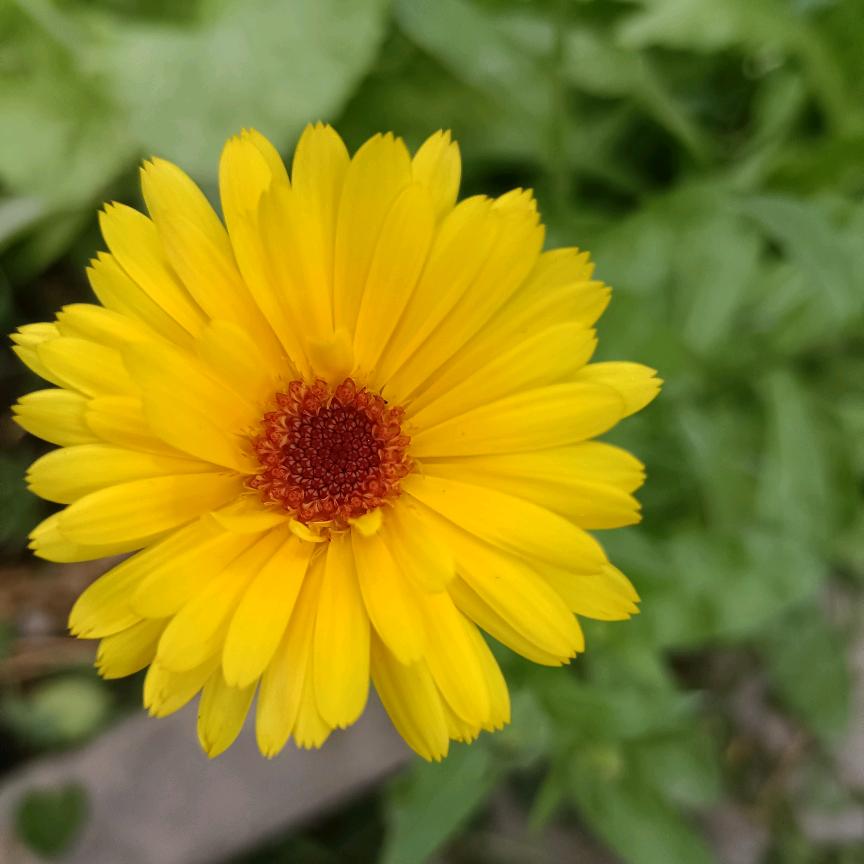 🕊꧔ꦿ᭄💞小小酥💞꧔ꦿ᭄🕊