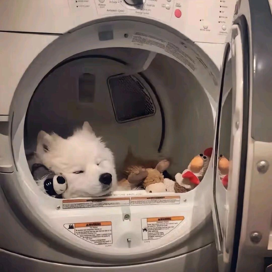 耶耶