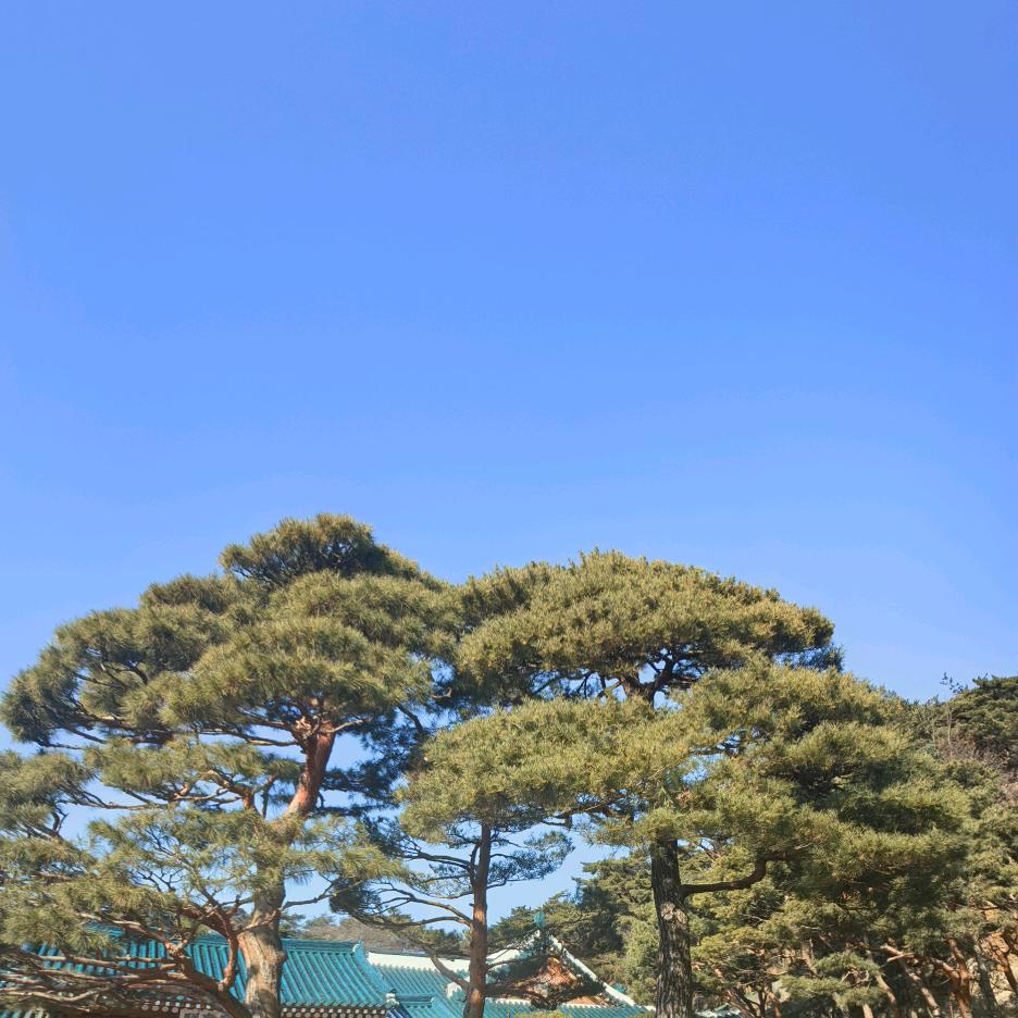 小丑橘（努力版）