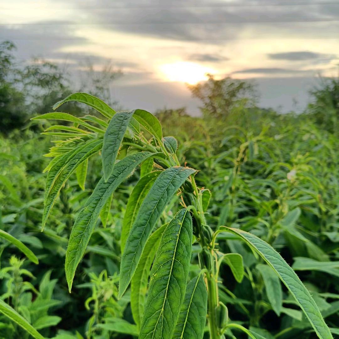 千🍃寻
