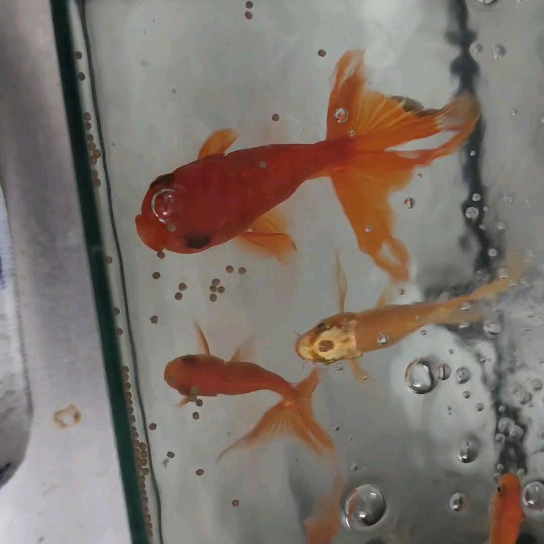 我该如何写……我