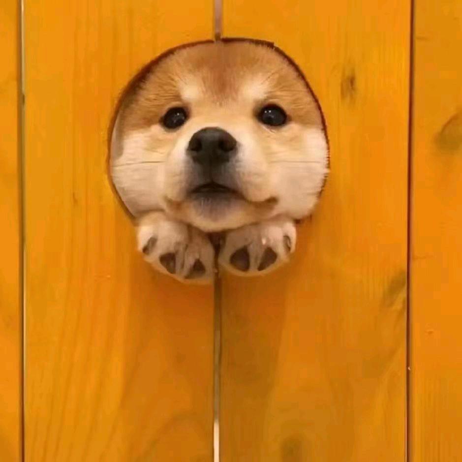 木木👀