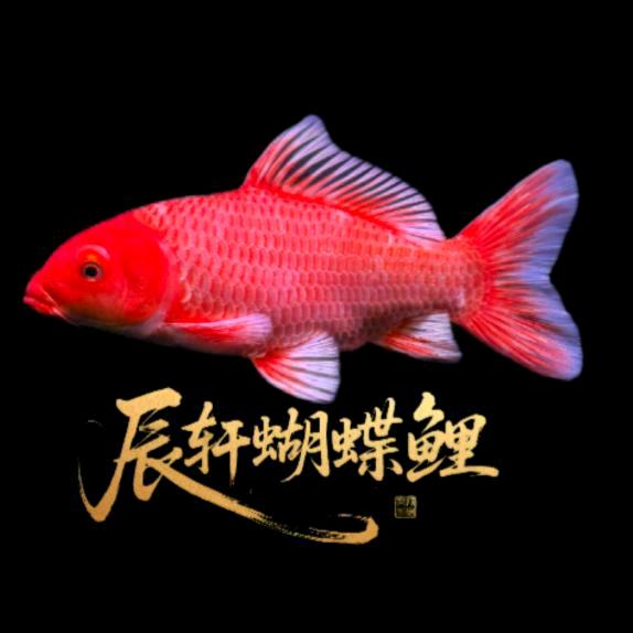 辰轩爱养蝴蝶鲤