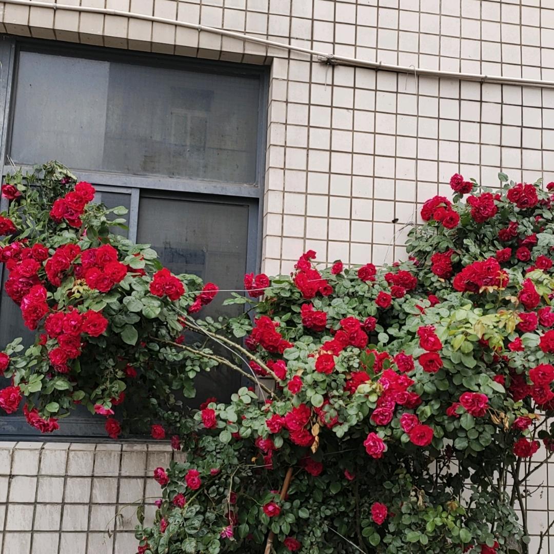 一切随缘💖你🌹🌹🌹