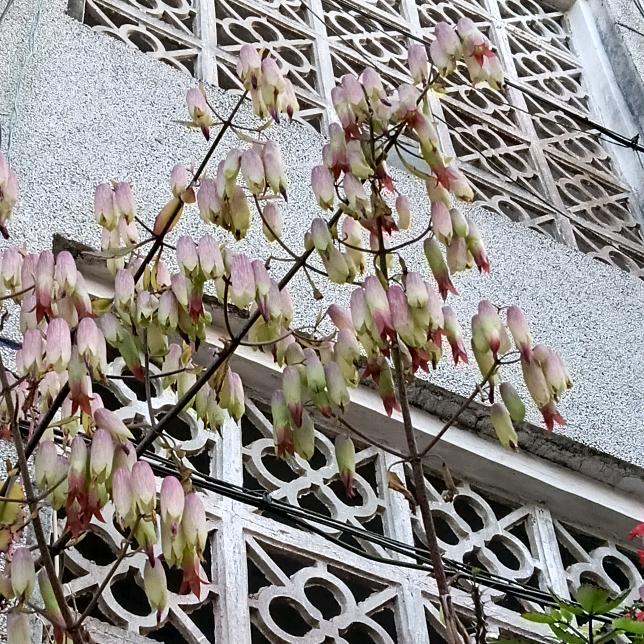 追梦小蒙