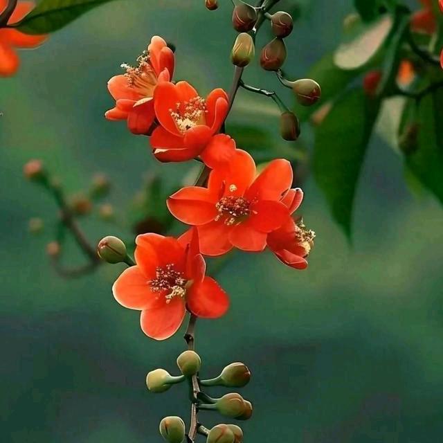 菁菁菁