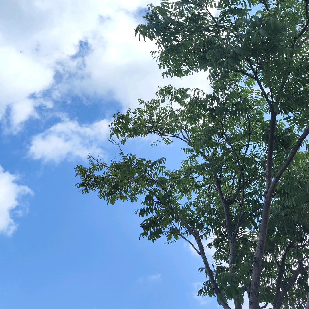 竹蜻蜓