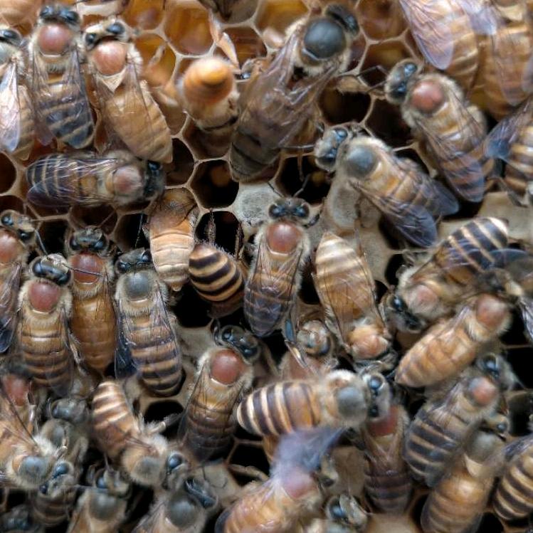 广西中蜂王培育基地